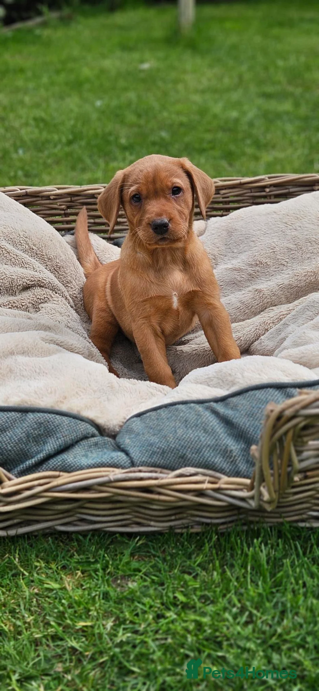 Labrador Retriever dogs for sale: Fox Red Labrador Puppies - Advert 20