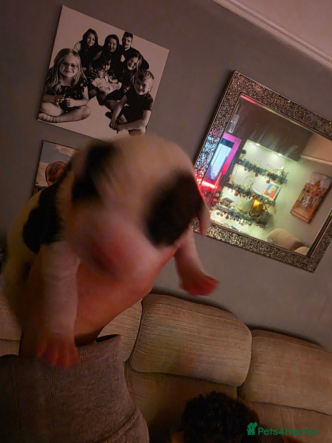 Mixed Breed dogs for sale: Staff x american bulldog puppies - Advert 25