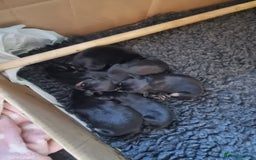 Miniature Pinscher dogs for sale: Miniature pinscher pups - Image 5