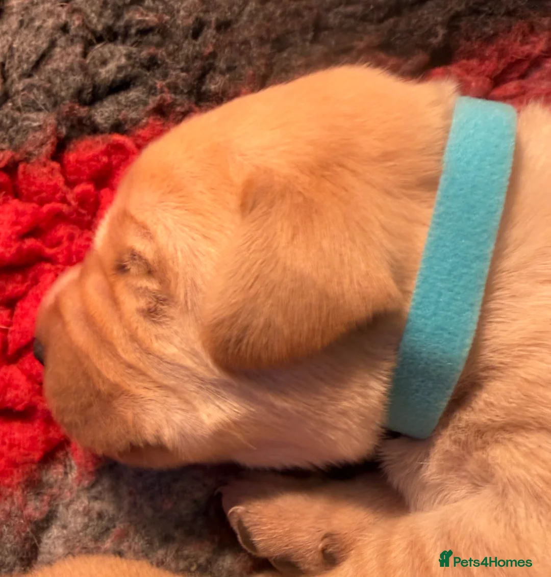 Labrador Retriever dogs for sale: QUALITY BLACK AND YELLOW LABRADOR PUPPIES - Advert 7