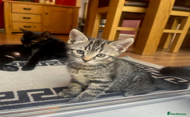 Domestic Shorthair cats - Advert 1