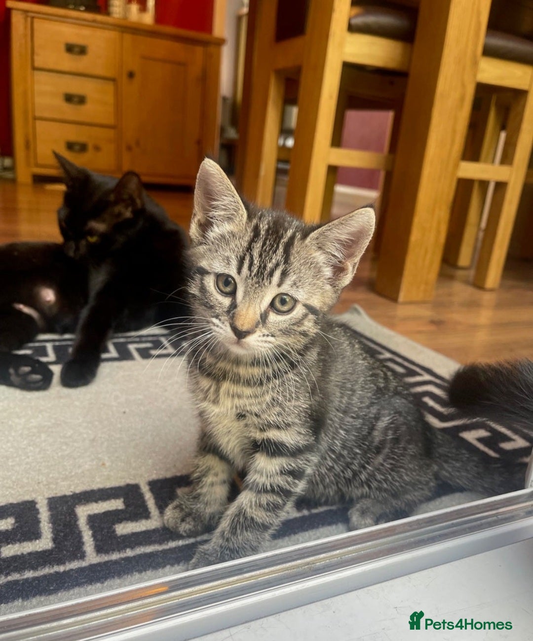 Domestic Shorthair cats for sale: Male kittens  - Image 1