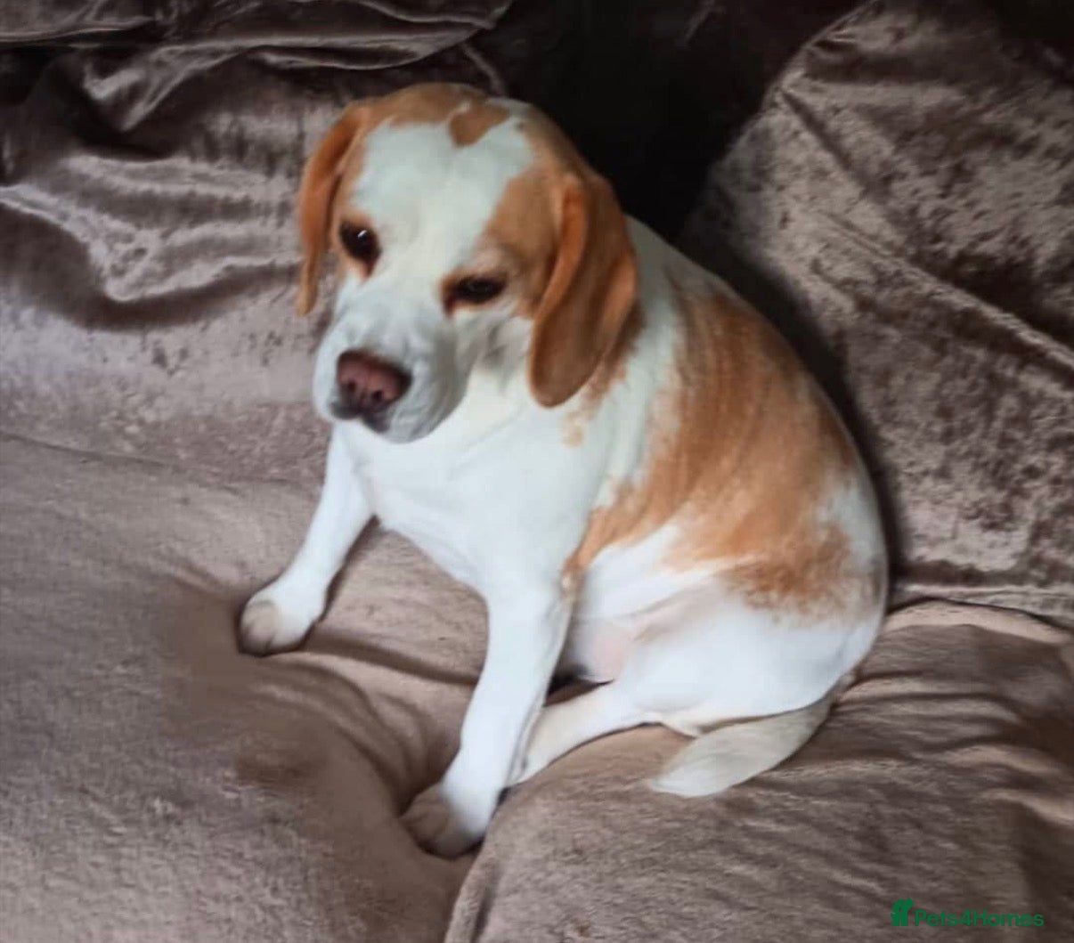 Beagle dogs Betsy - Advert 8