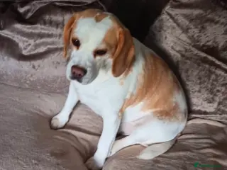 Beagle dogs Betsy - Advert 8