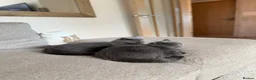 British Shorthair cats for sale: British blue shorthair sisters - Advert 5