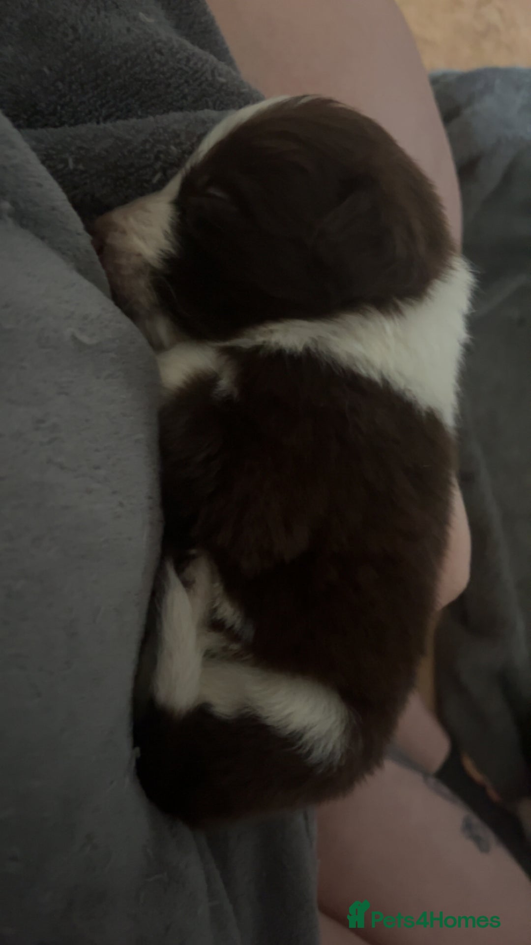 Border Collie dogs for sale: Litter of 7 border collies - Advert 21