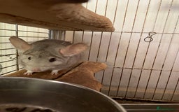 Chinchilla rodents for sale: 2 male chinchilla  - Image 2