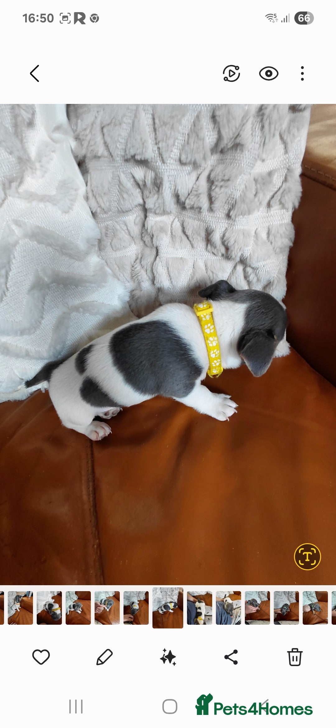 Jack Russell dogs for sale: Miniature Wenlock jack russell terriers - Image 7