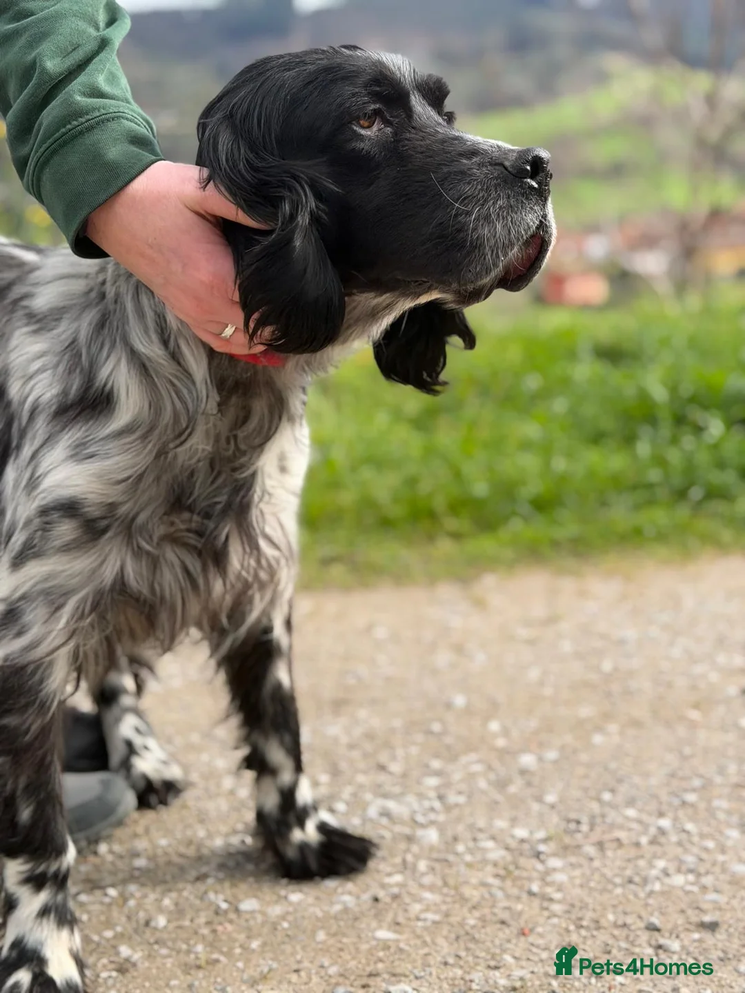 English Setter dogs for adoption: Bixkor - Advert 3