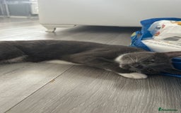 Russian Blue cats for sale: Female cat  - Image 2