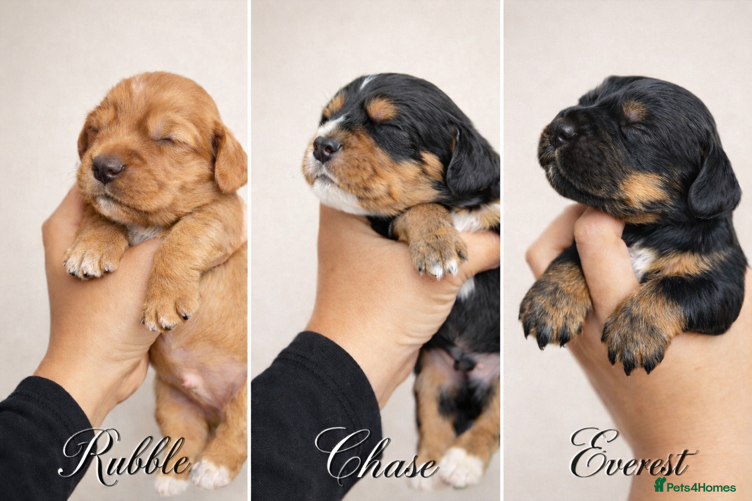 Cocker Spaniel dogs Working Cocker spaniels  - Advert 7