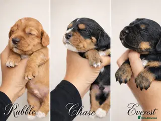 Cocker Spaniel dogs Working Cocker spaniels - Advert 7