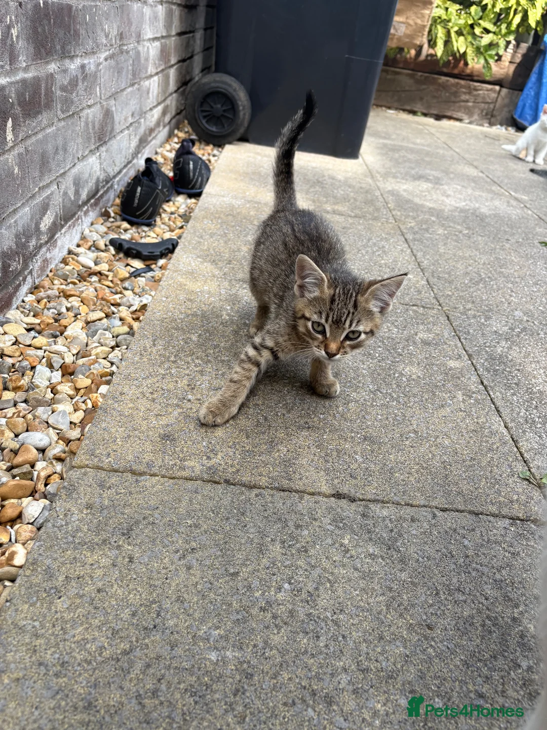 Turkish Angora cats for sale: 3 white and 2 black cats for sale in Oswestry - Advert 6