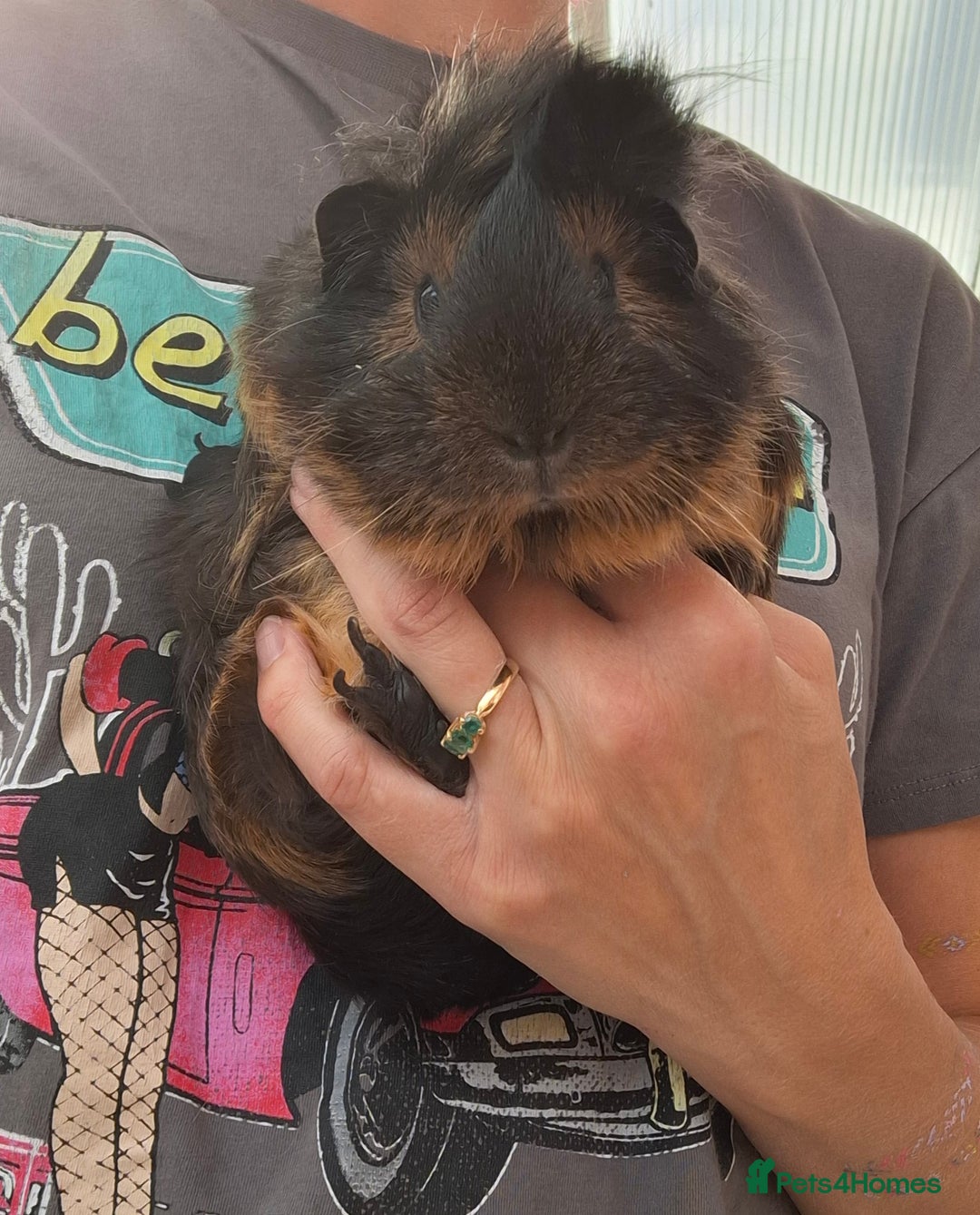 Guinea Pig rodents for sale: Female Abyssinian black & Ginger Guinea Pig  - Image 2