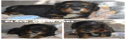 Cavalier King Charles Spaniel dogs for sale: Health Tested Parents-beautiful puppies - Advert 20