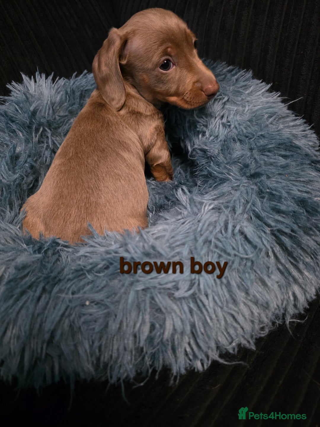 Miniature Dachshund dogs for sale: Isabella tan piebald long hair miniature dachshund - Advert 7