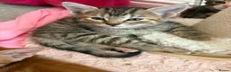 Mixed Breed cats for sale: Beautiful kittens  - Advert 1