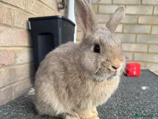 Mixed Breed rabbits Banjo - Advert 1