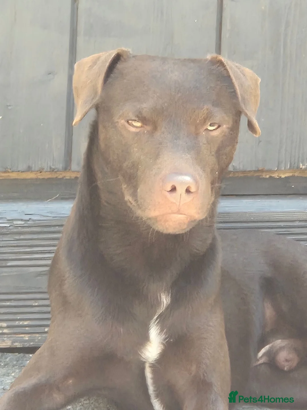 Patterdale Terrier dogs for stud: Patterdale - Advert 5