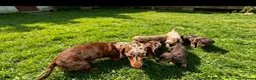 Miniature Dachshund dogs for sale: 🐾 Gorgeous Miniature Dachshund Puppies 🐾 - Advert 12