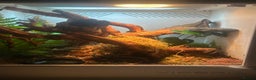 Gecko reptiles for sale: Red Lilly crested gecko + Viv  - Advert 4