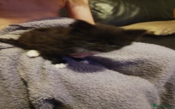 York Chocolate cats for sale: 2 female tabby cats - Image 3