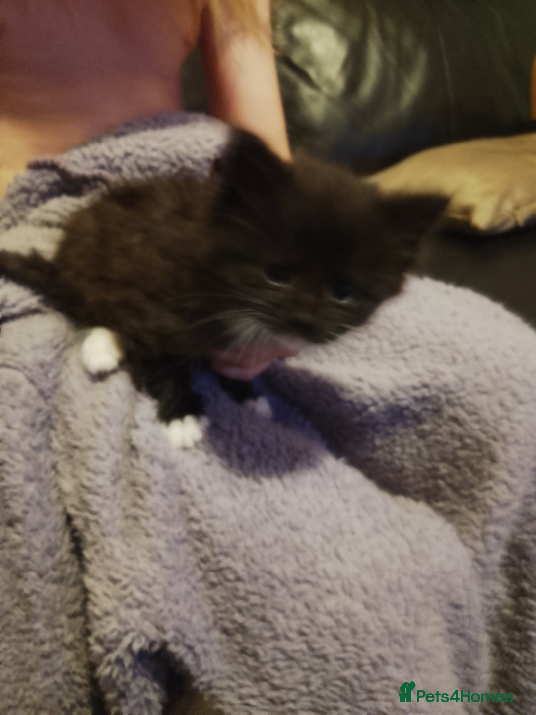 York Chocolate cats for sale: 2 female tabby cats - Image 3