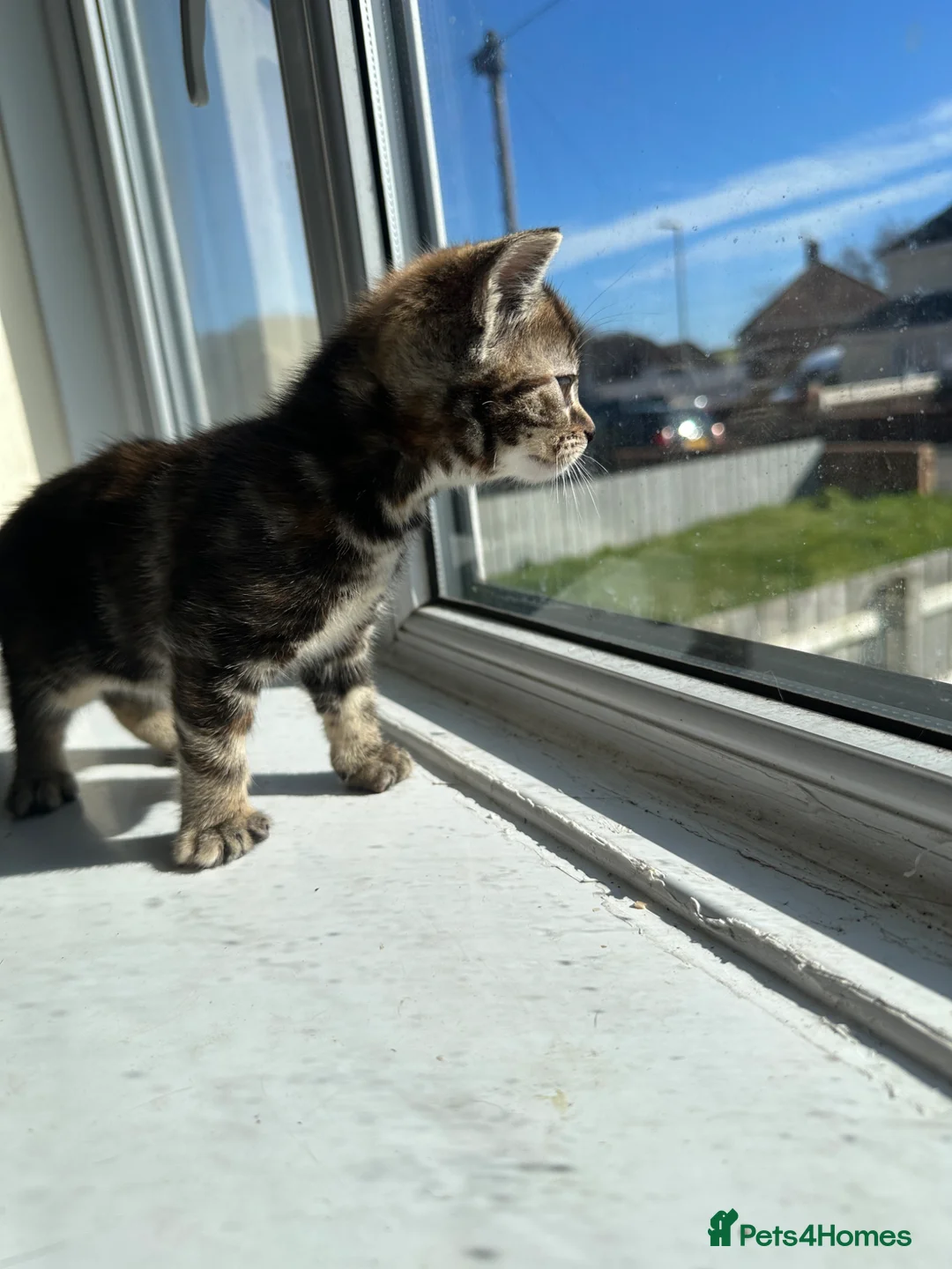 Mixed Breed cats for sale: Beautiful litter of kittens  - Advert 1