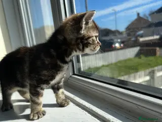 Mixed Breed cats Beautiful litter of kittens - Advert 14