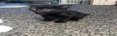 British Shorthair 2