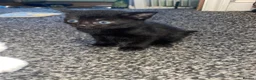 British Shorthair cats for sale: Ready now 6 beautiful balls of fluff. in Sheffield - Advert 3