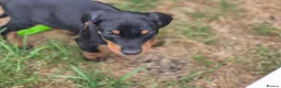 Dobermann dogs for sale: ⭐️⭐️⭐️⭐️⭐️ KC Reg Euro Dobermann male available.  - Advert 6