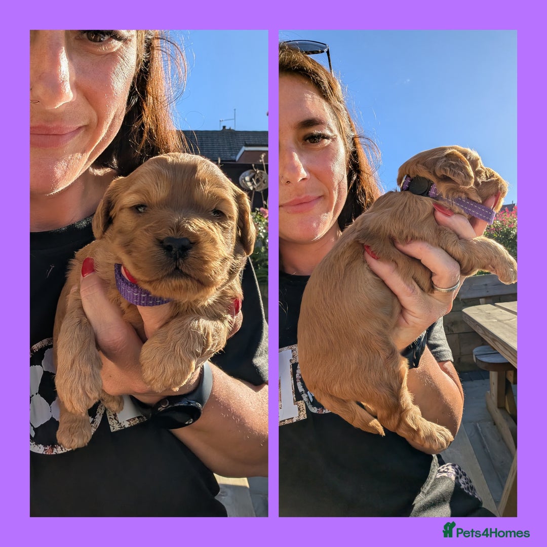 Cockapoo dogs for sale: 3 x Beautiful Red Cockerpoo Pups For Sale - Image 10