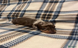 Miniature Dachshund dogs for sale:  Miniature Daschunds . Ready 23rd/24th December  - Advert 4