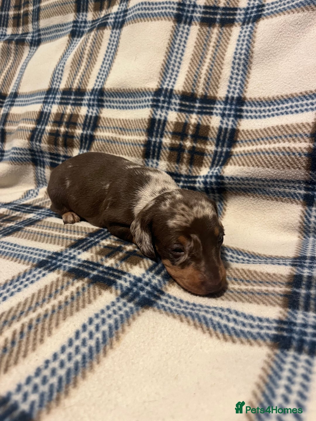 Miniature Dachshund dogs for sale:  Miniature Daschunds . Ready 23rd/24th December  - Advert 4