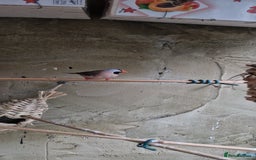 Finches birds for sale: Benghal and Helans finches for sale in E12 - Advert 15