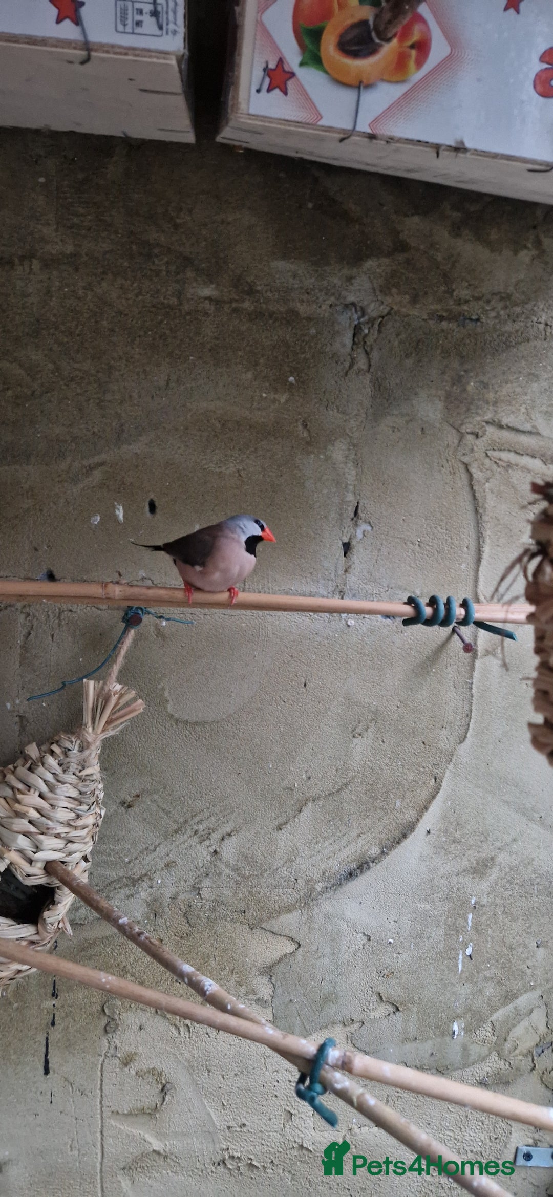 Finches birds for sale: Benghal and Helans finches for sale in E12 - Advert 15