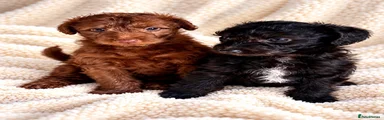 Mixed Breed 2