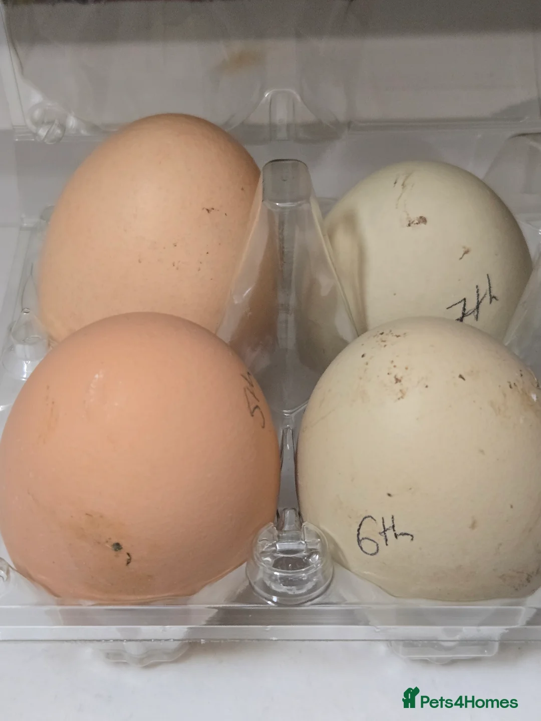 Chickens poultry for sale: Trio of 3x hens & large coop - Advert 3