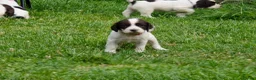 Mixed Breed dogs for sale: *Therapy bred* Clumber cocker springer cross  - Advert 8