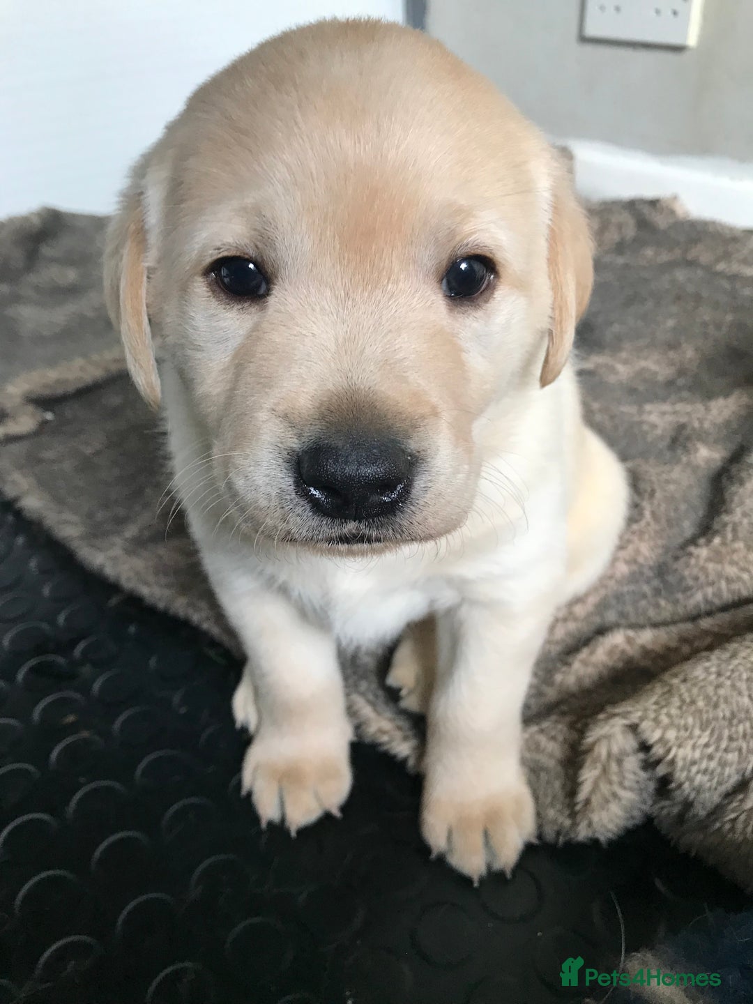 Labrador Retriever dogs for sale: Chunky KC Registered Labrador puppies - Image 1