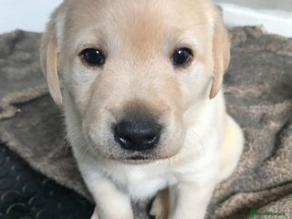 Labrador Retriever dogs - Advert 7