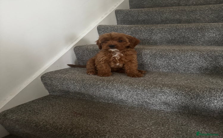 Cavapoo dogs - Advert 8