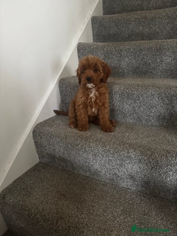Cavapoo dogs - Advert 11