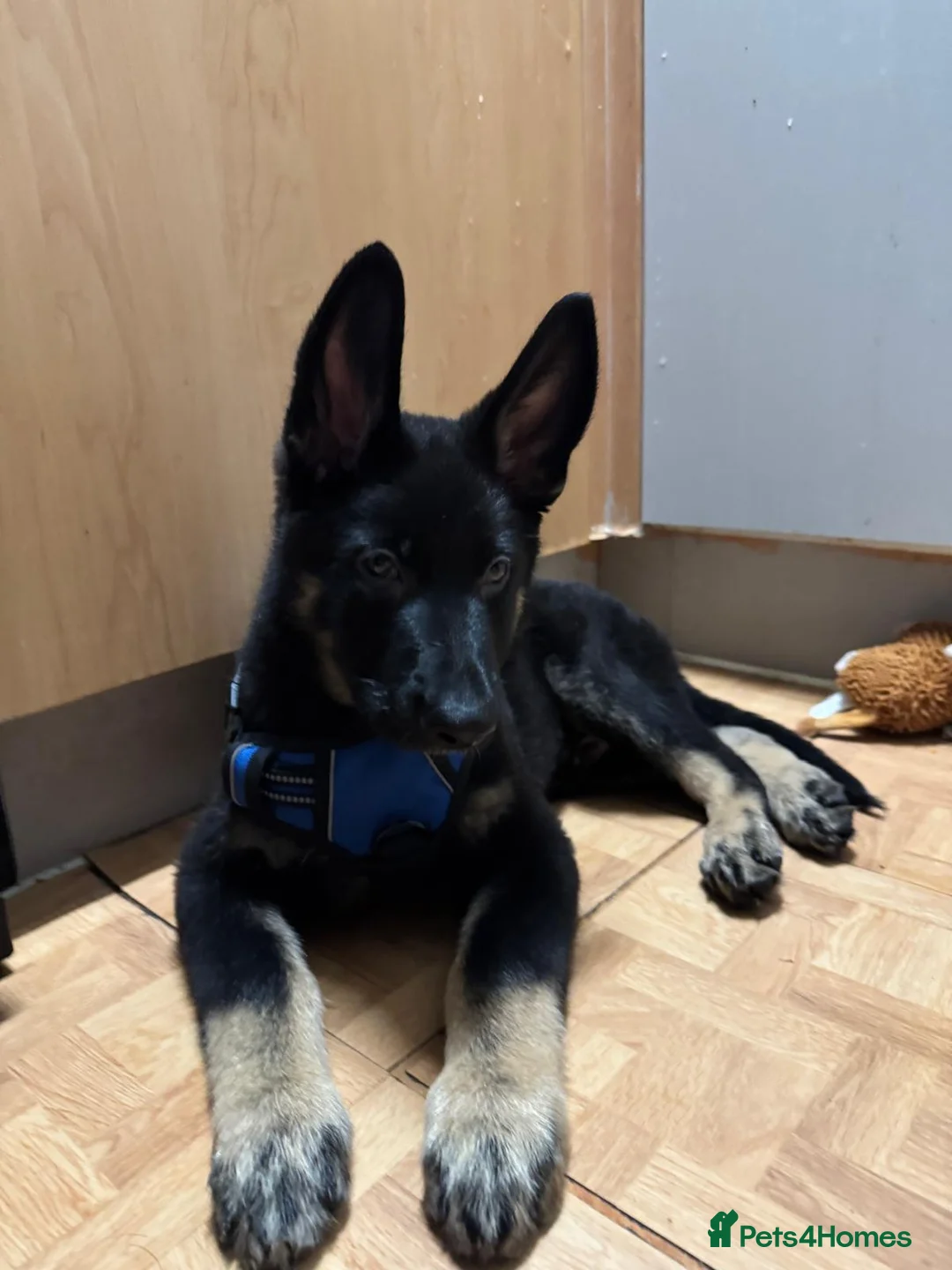 Mixed Breed dogs for sale: Jimmy in Teddington - Advert 2