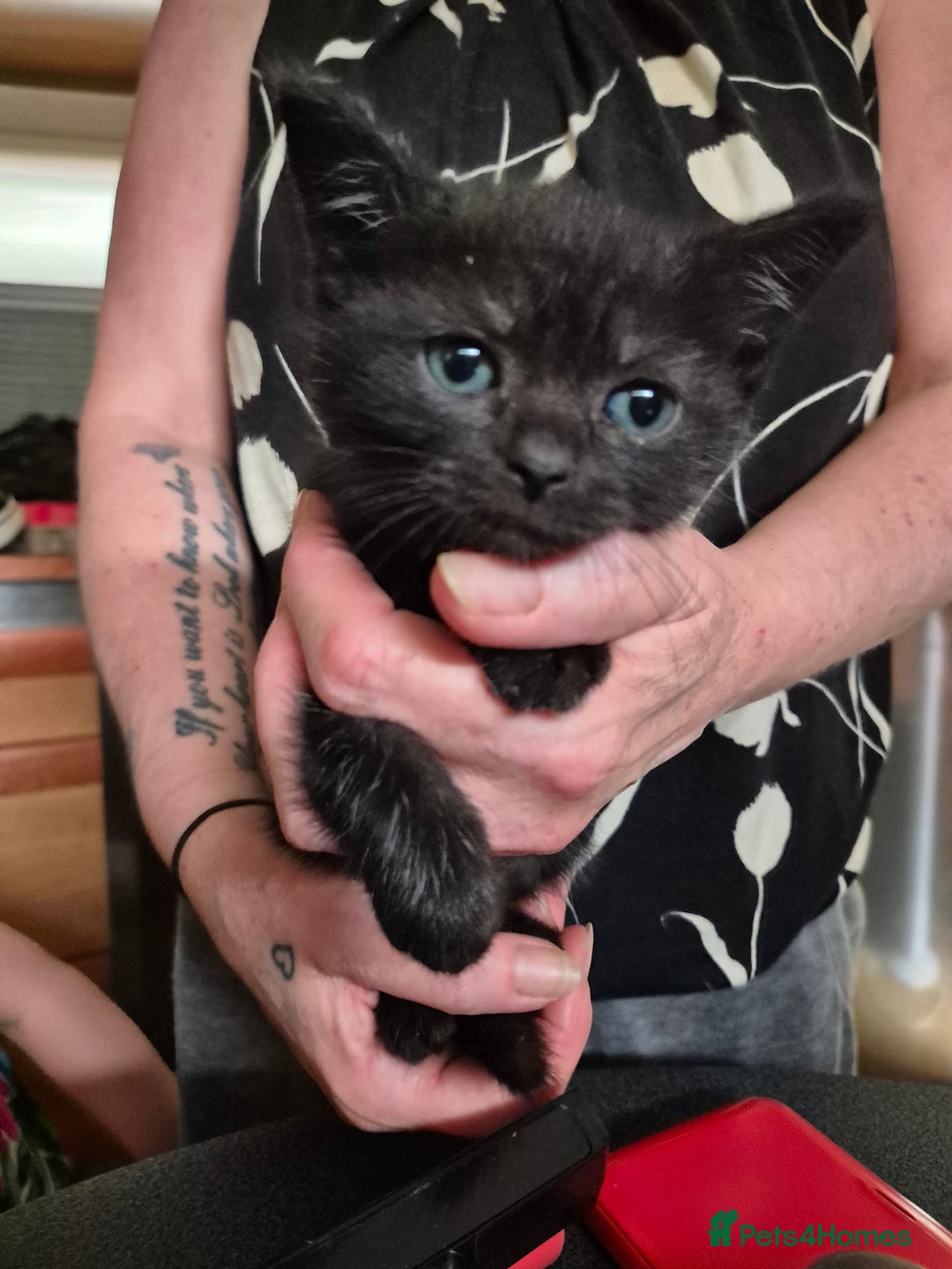 Mixed Breed cats for sale: Litter of kittens - Image 24