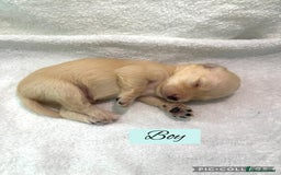Mixed Breed dogs for sale: Cockapoochi Puppies - Image 11
