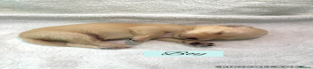 Mixed Breed Puppy 10