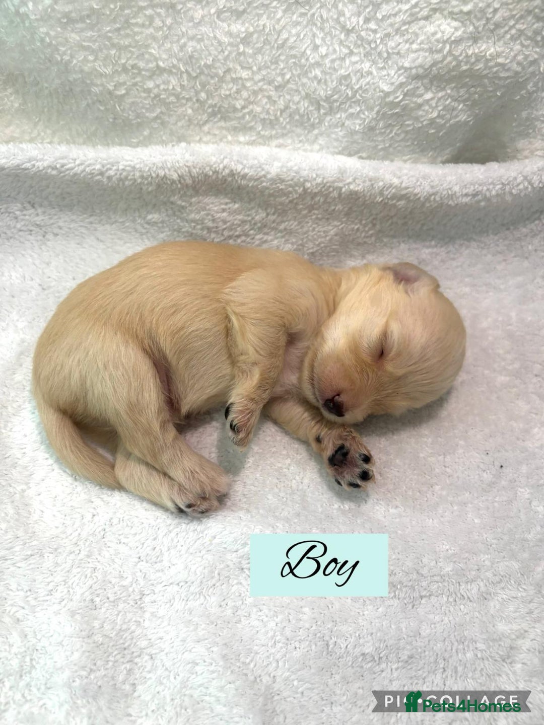 Mixed Breed dogs for sale: Cockapoochi Puppies - Image 11