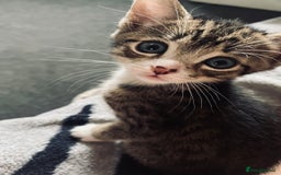 Domestic Shorthair cats for sale: 2 Domestic Shorthair Male - Image 2
